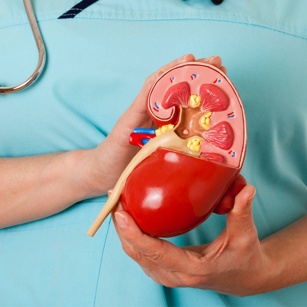 Kidney Transplant
