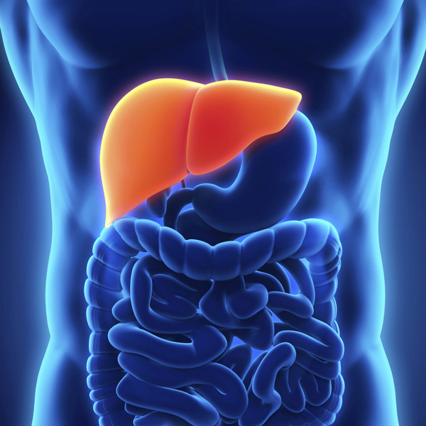 Liver Transplant